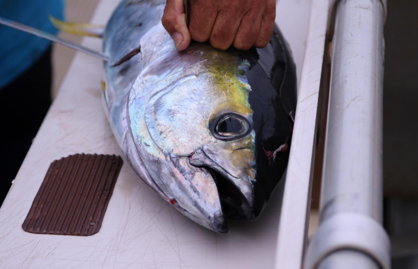 GLOBAL SEA CATCH LLC